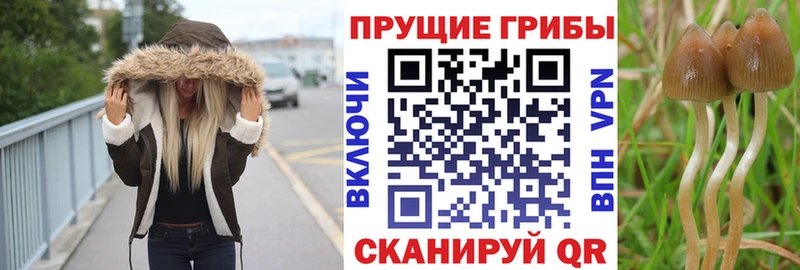 Купить где  Строитель  Галлюциногенные грибы Psilocybine cubensis 